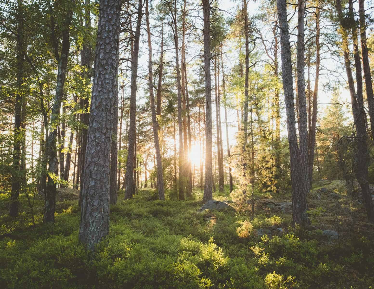 Skogen i mitt hjärta